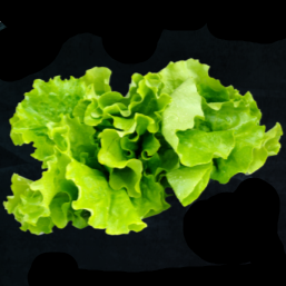 Lettuce